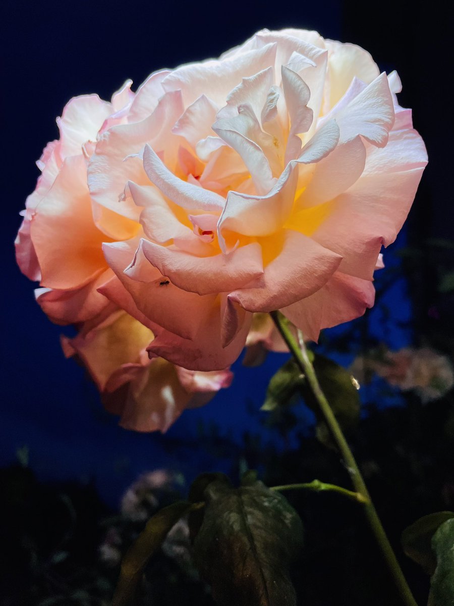 A rose in any other fragrance will still don a thorn. It's upto me to focus on the fragrance or dwell on the thorn...🌹

✍️ SUBHRANIL ©️

.
..
...
#PositiveMindset #quotesaboutlife #RoseWednesday #薔薇