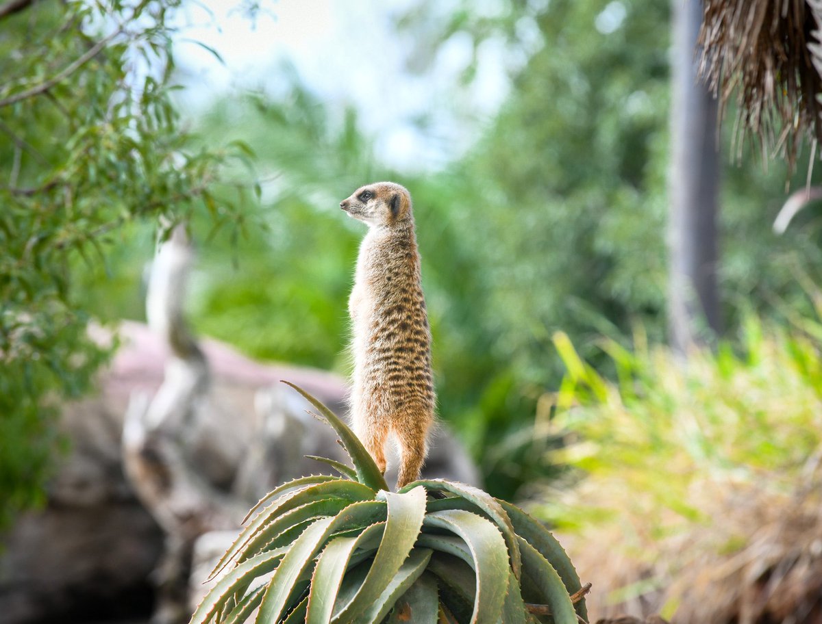 AustraliaZoo's tweet photo. What you order vs what arrives…😂 https://t.co/2dUWUsVKXA