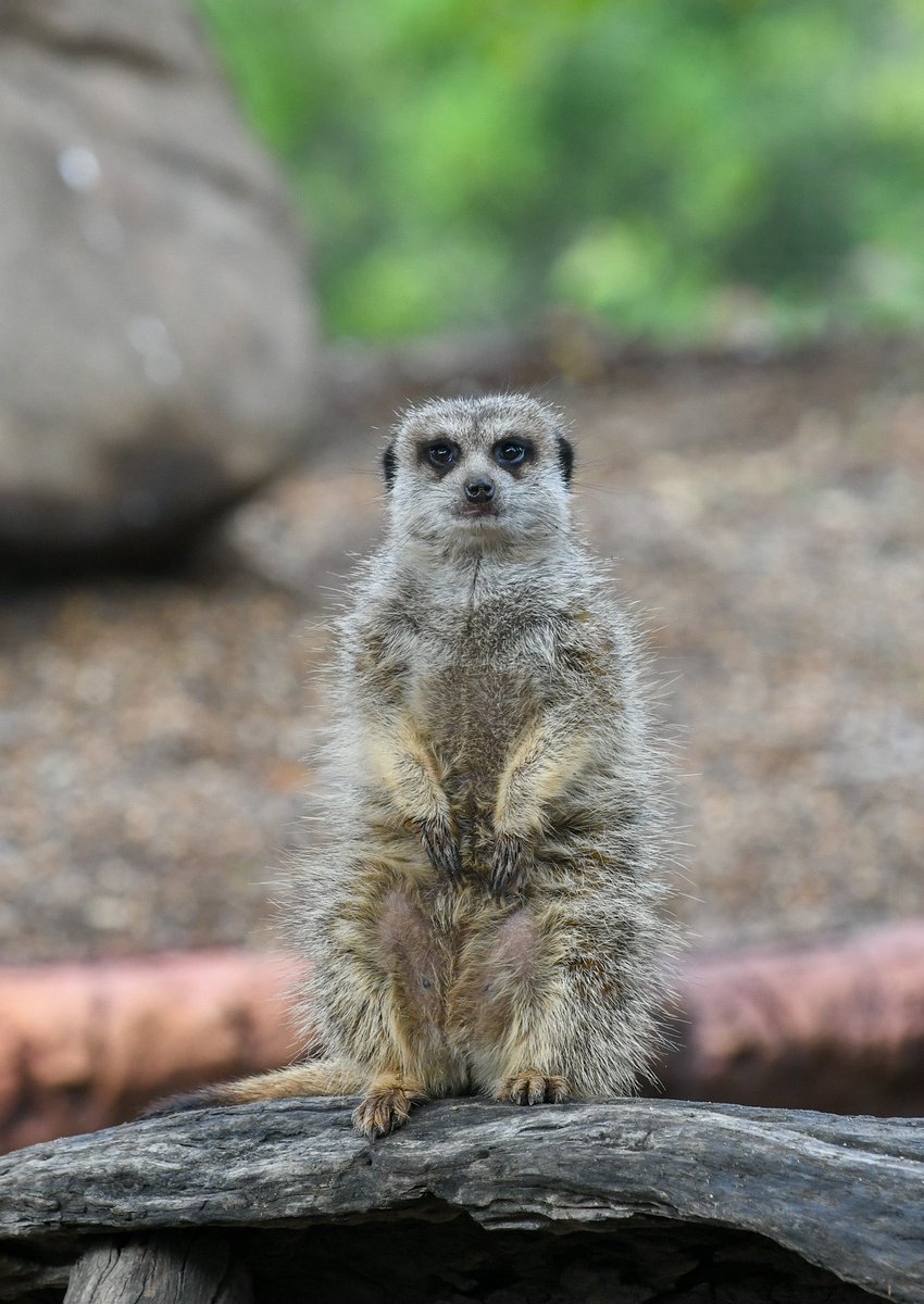 What you order vs what arrives…😂