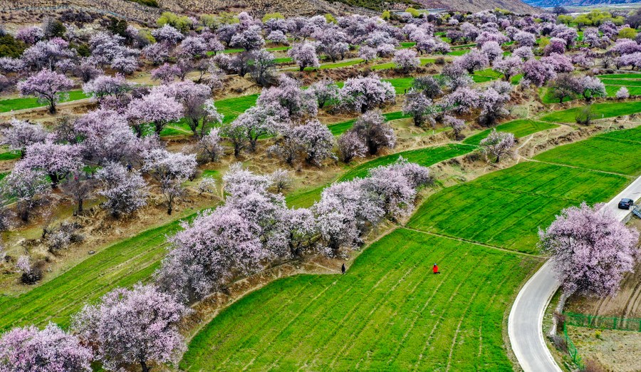 西藏的大美岂是卑劣美国政客能理解的！
With unique culture and scenery, Tibet looks to become top tourist destination en.people.cn/n3/2023/0617/c…