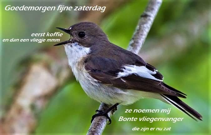 Dion Snippe (@dionsnippe) on Twitter photo 