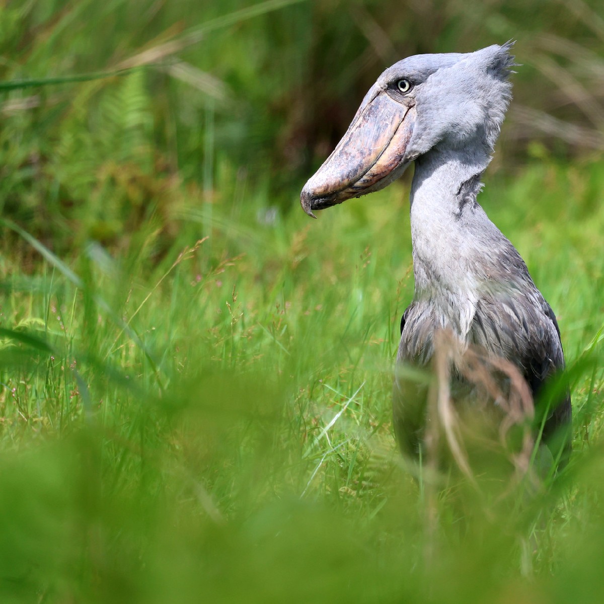 Flow Travel tweet media