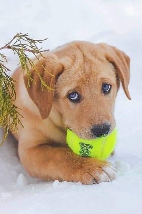 I've been waiting all day long, but no one has even said HELLO to me... I'm so sad..
#dogs #dogsoftwitter #Doglovers_26 #Dogsarefamily #dogsarelove #puppies #DOGS100 #UnitedStates