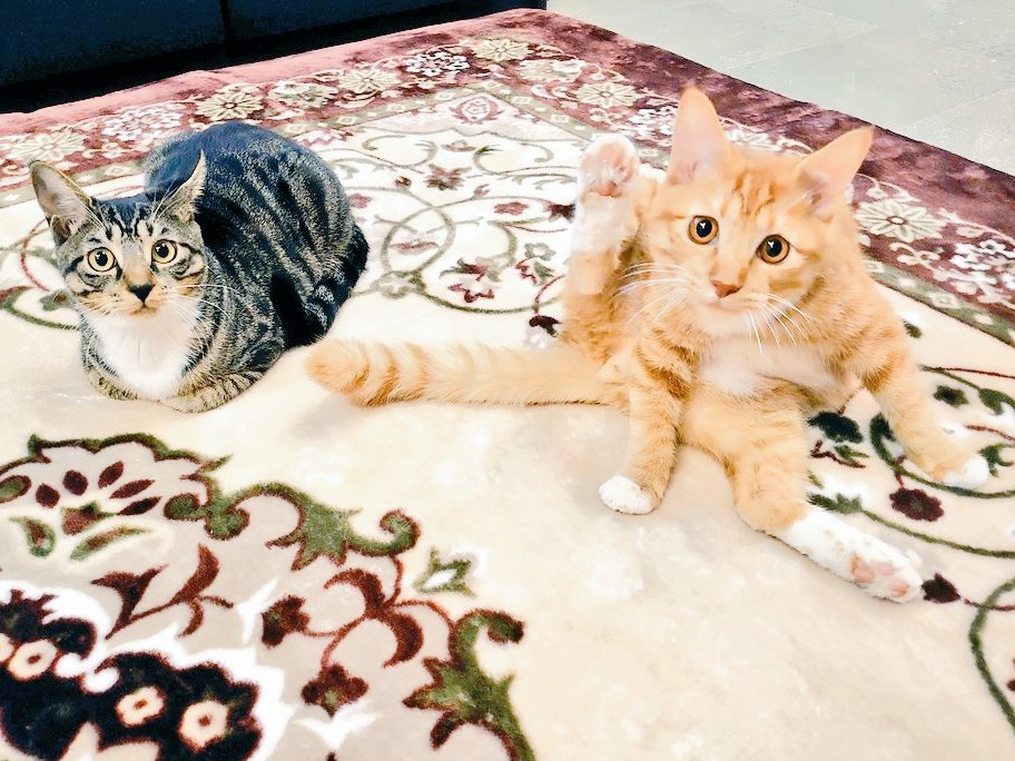 猫好きさんに感謝