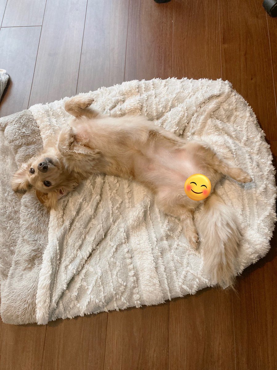 nono01041's tweet photo. こんにちワン🐶ぽかぽか！お腹がでちゃうね🥰 https://t.co/aACWHcMXBm