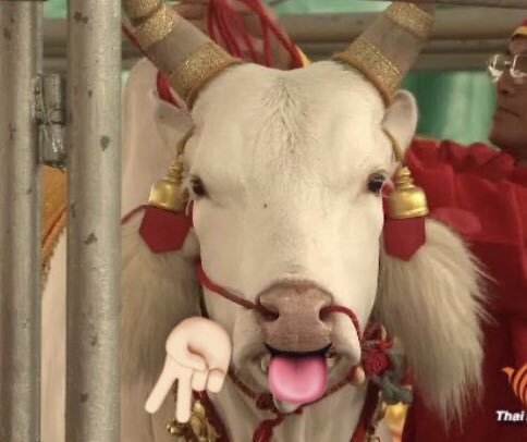 2023 พระโคแดกชายแท้ของจริง #หนุ่มกะลา