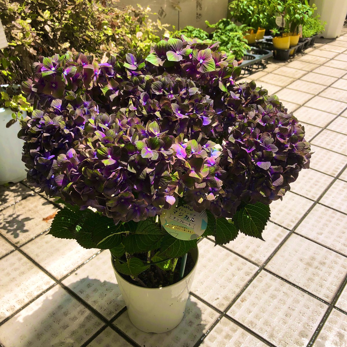 kazu87love's tweet photo. 4鉢入れて、店で売れることなく、
全部メルカリで旅立った…
有難うごさいました(*ᴗ͈ˬᴗ͈)人
#Flowers
#Flower
#flowerp https://t.co/UL1o3iLTkg
