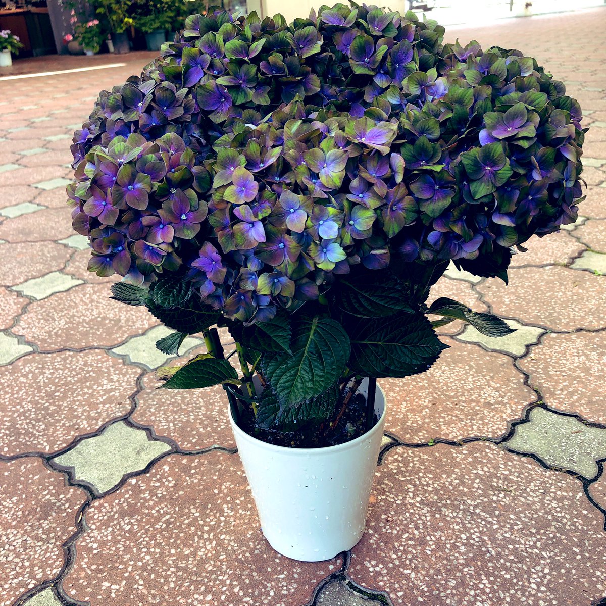 kazu87love's tweet photo. 4鉢入れて、店で売れることなく、
全部メルカリで旅立った…
有難うごさいました(*ᴗ͈ˬᴗ͈)人
#Flowers
#Flower
#flowerp https://t.co/UL1o3iLTkg