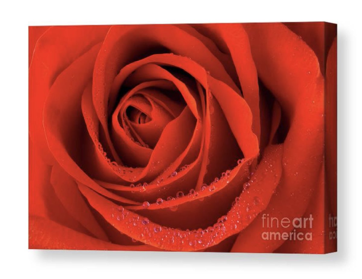 Red Rose Canvas Print 5-tanya-smith.pixels.com/featured/red-r…

#canvasart #wallart #walldecor #BuyIntoArt #AYearForArt #rose #Love #giftideas #homedecor #macro #PhotographyIsArt