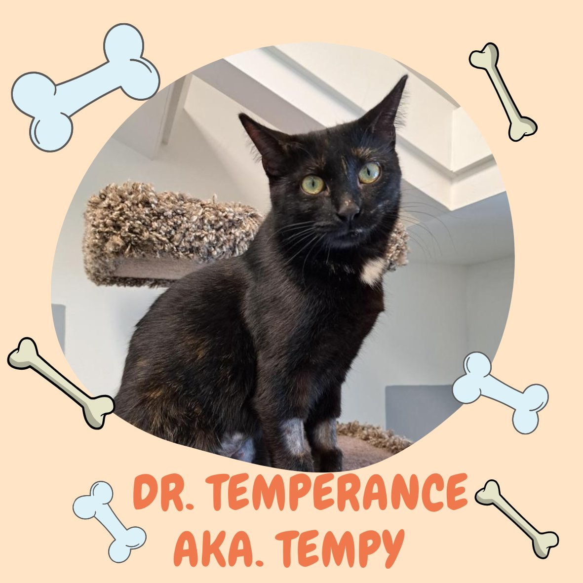 Feature Friday, we would like to introduce the spectacular young lady, Dr. Temperance. 
If Dr. Temperance sounds like exactly what the doctor ordered, please call the shelter at 204-888-2266 for more information.