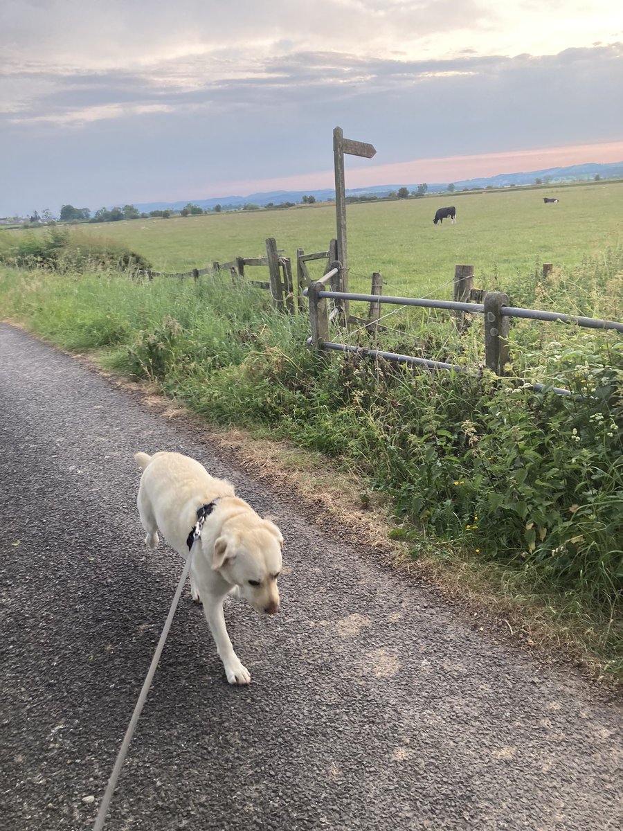 Morning pals !! Up v early to avoid the midgies (Scottish bitey flies) . Keep cool everyone 🐾🏴󠁧󠁢󠁳󠁣󠁴󠁿🪰