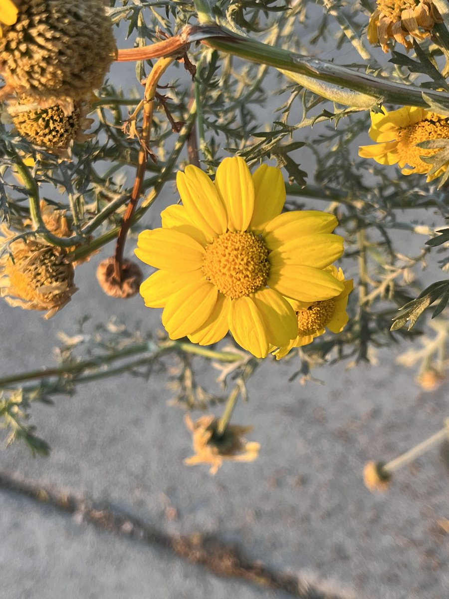 onlybeci's tweet photo. 5 days left before Summer officially begins but in the meantime, there are still beautiful Spring flowers like this Crown Daisy๐ผ by the sidewalk on a sunny Friday afternoon.๐
#MyDailyWalk
#Nature
Have a safe and wonderful weekend! ๐ค https://t.co/y1yMPDX64f
