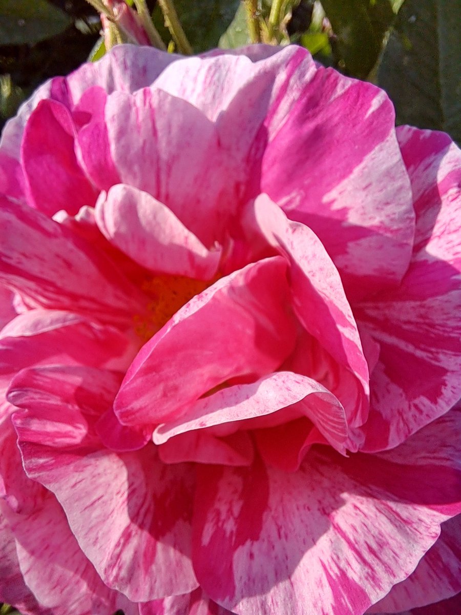 yorkshirejune's tweet photo. Roses and poppies in my garden today. The roses are Rosa Mundi ( pink)which we bought to celebrate our wedding anniversary a number of years ago and Faithful Friend ( yellow) was sold to celebrate @HearingDogs.The pink poppy I caĺl Campbell's poppy
#hotcolours
@stevebaileylive https://t.co/hhPLtMN8X4