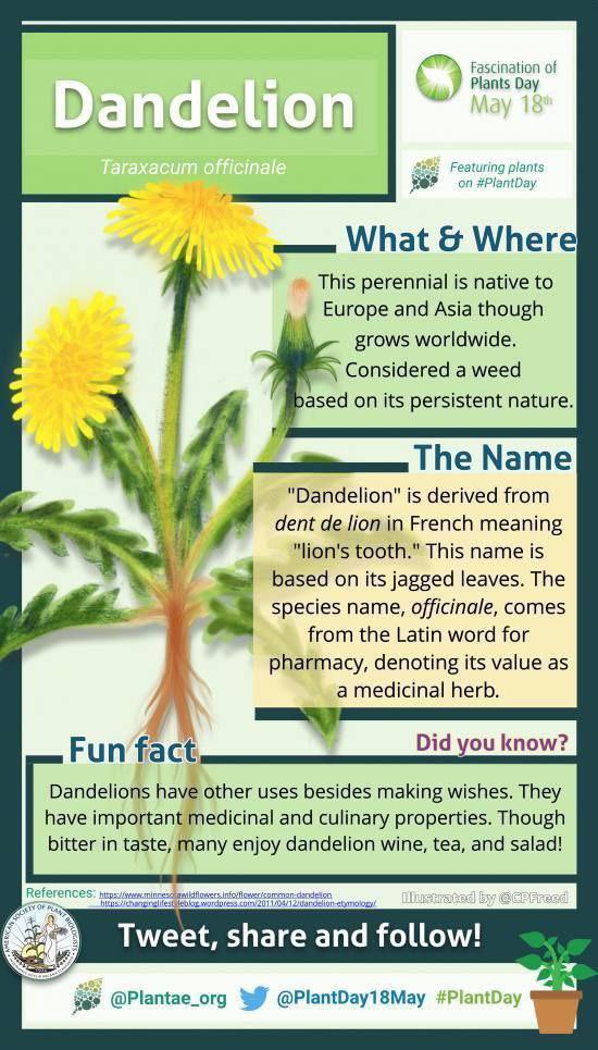 Dandelion facts.

#naturalmedicines 
#gardeningtips #bushcraft #farming #farmlife #chickens #livestock #gardeningtwitter #homesteading #offgrid #prepping #survivalskills #survivalism #permaculture #electroculture #selfsufficiency