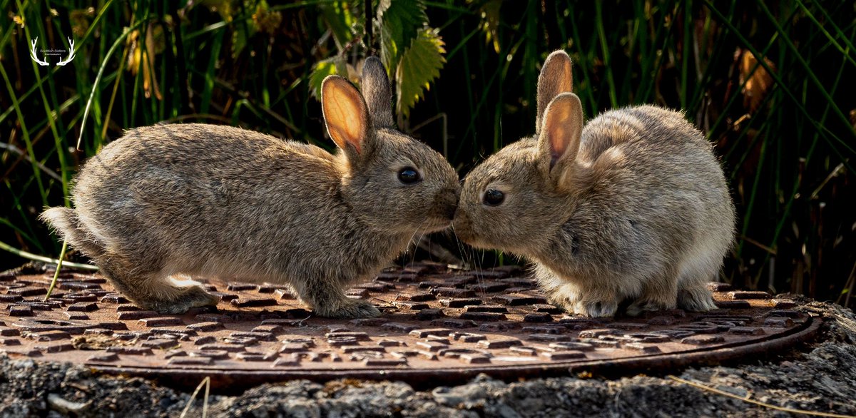 Show some-bun you love them ❤️ @ScotsMagazine #BBCWildlifePOTD @CanonUKandIE #NaturePhotography #wildlifephotography #SaturdayMood