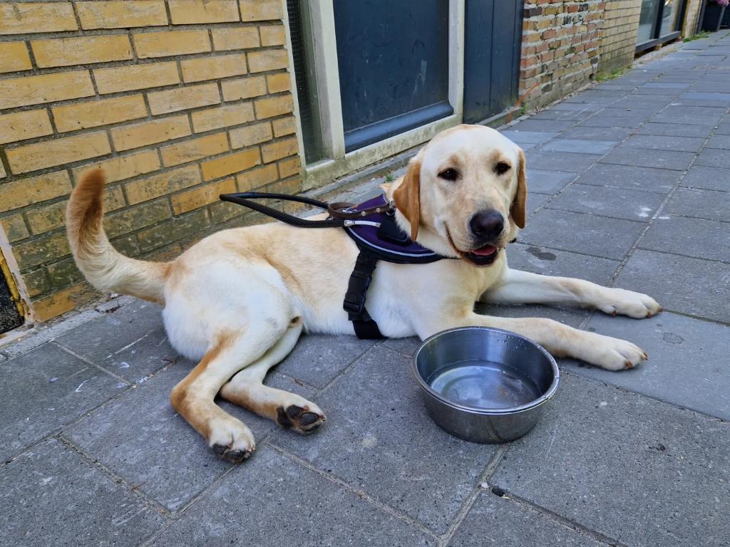 De hele afgelopen week getraind volgens een tropenrooster; ☀️ extra vroeg beginnen en bijtijds stoppen  om te relaxen en de koelte op te zoeken. Wel even wennen voor de honden en de trainers! 😊
@KNGFGeleidehond 
#Ringo #KngfGeleidehonden #LoveMyJob #Guidedog #Geleidehond