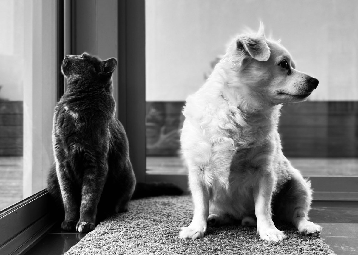 followspen's tweet photo. #fallenout #nottalking 🐶🐱 https://t.co/aL0DJ4DON8