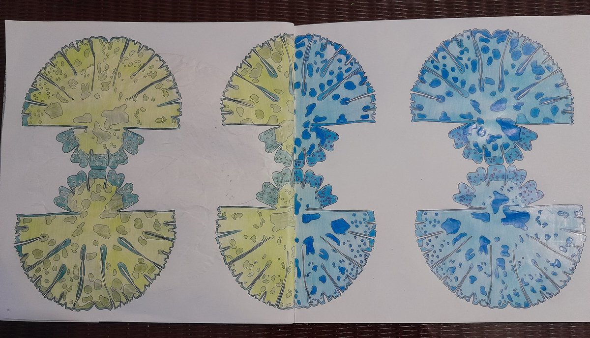 NotAPrimeNumber's tweet photo. Bit late for #PhycologyFriday but I just finished #colouring these Cosmarium spp.
And I *just* happened to find a similar photo in my phone's algae photo archive.
#SciArt #Chlorophyte #Desmid https://t.co/ciooHqH9zL