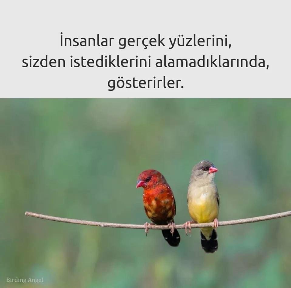 Metin Lütfi BAYDAR (@mlbaydar) on Twitter photo 