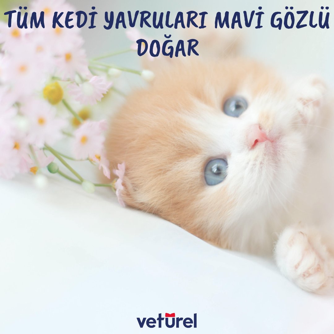 Kediler mavi gözlerle doğarlar ama büyüdükçe göz renkleri değişir.

#kitten #cutekitten #catstagram #kedi #kediler #bilgi #kediaşkı #kedisevgisi #yavrukedi