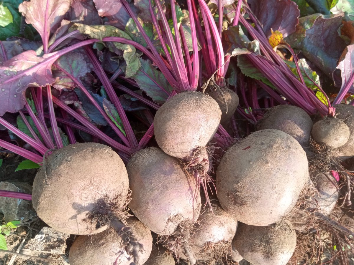niyo_charles's tweet photo. Where are you tweeting from?
Me: harvesting #Redbeetroot https://t.co/hkRMDVVJbA