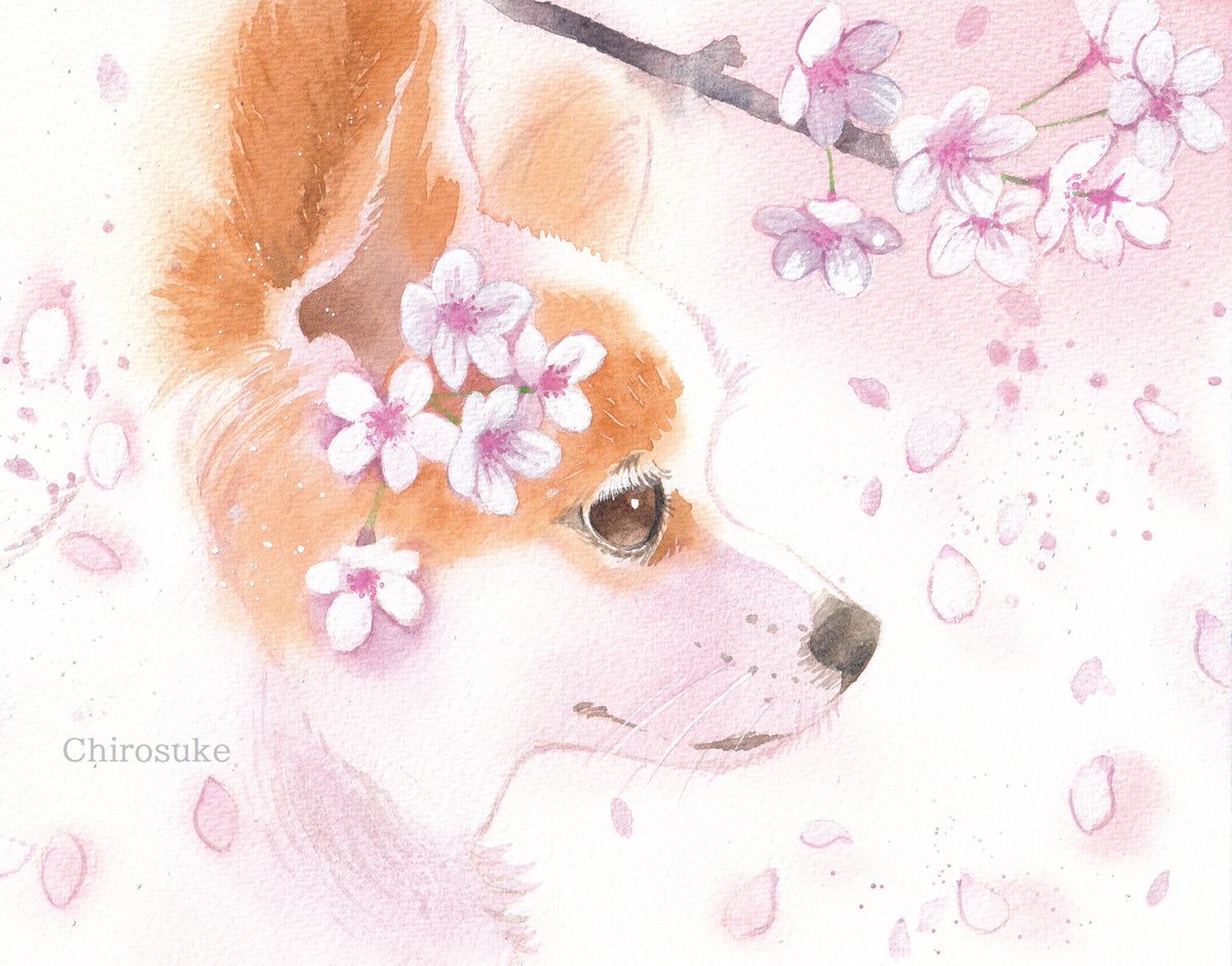 animal focus no humans animal bird fox petals cherry blossoms  illustration images