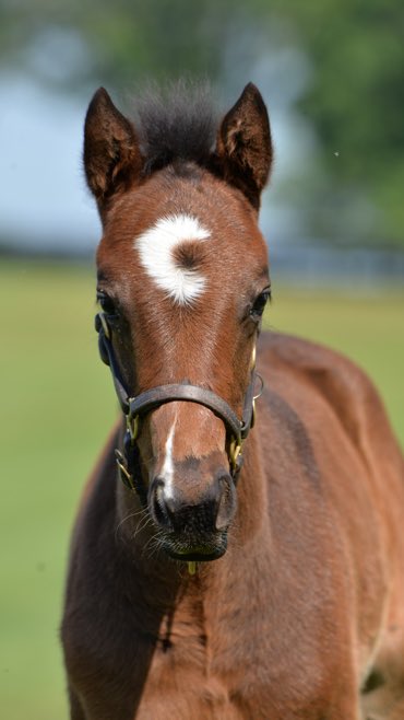 Happy #FoalFriday! This lovely filly by CONSTITUTION is the first foal for #homebred LADY EVELINE, half-sister to champion GAMINE by GHOSTZAPPER ⚡️ #BredandRaised #Storkstreet #foalsof2023 @WinStarFarm