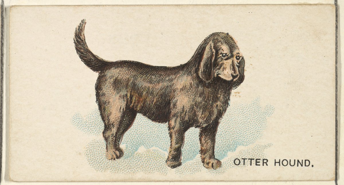 Otter Hound, from the Dogs of the World series for Old Judge Cigarettes. 1890.
Credit line: The Jefferson R. Burdick Collection, Gift of Jefferson R. Burdick
metmuseum.org/art/collection…
 #museum #history #art #culture