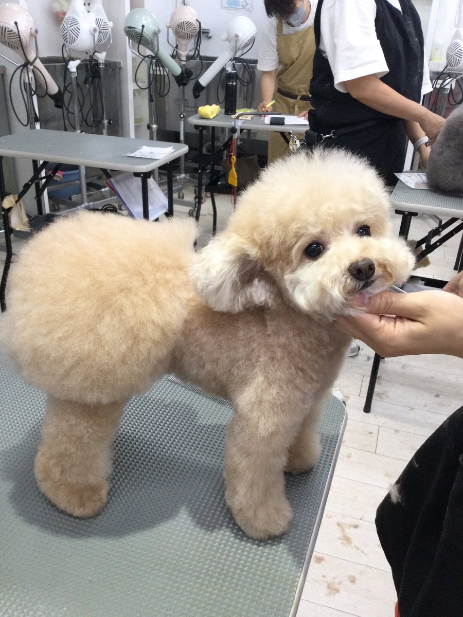 おパンツカットが似合ってますね。
スクールでは飼い主様のオーダーを伺ってカットしていきます。

 #ケンネルスクール
#トリミングスクール #独立開業 #社会人スクール #転職 #トリマーで副業 #開講1986年 #カット犬 #1人一頭 #ペットカットからショークリップまで