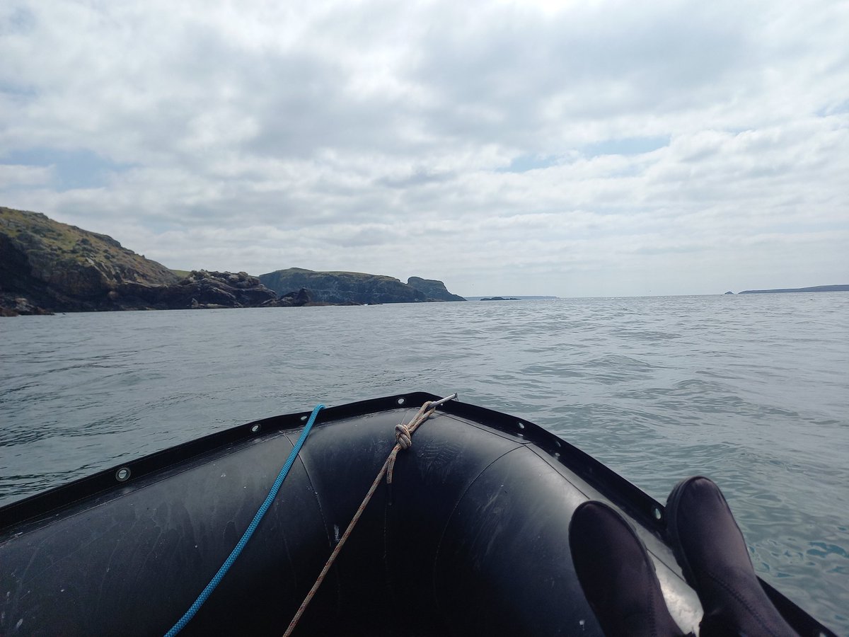 Love being on a boat!
Seabird counts nearly done for 2023.
#skomer #seabirds #ornithology