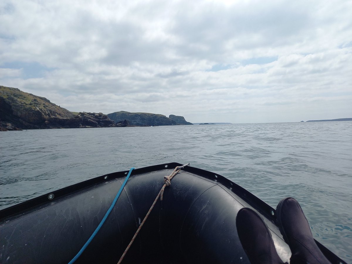 HannahRGeegee's tweet photo. Love being on a boat!
Seabird counts nearly done for 2023.
#skomer #seabirds #ornithology https://t.co/lJN1IuZSoo