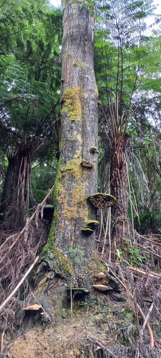 Beautiful Gippsland, Gunai Kurnai country