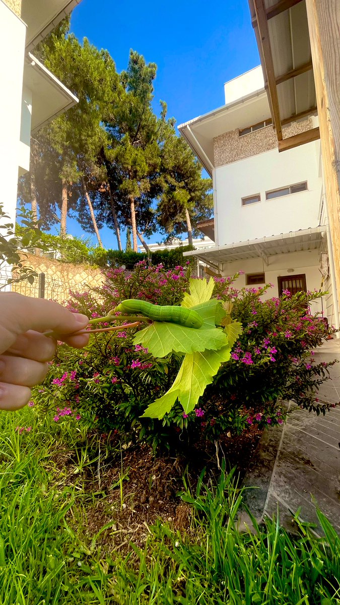 'Beni ya şımartın, ya da kapı dışarı edin!' diye bağırırdı.'Yarı içtenliğe dayanmam zor benim.' (Bugün de tutunamadık) 🐛