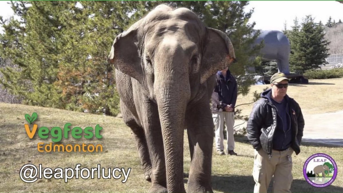 From Vegfest Edmonton 

GIVEAWAY ANNOUNCEMENT: 
Thank you so much to @leapforlucy for donating A CAMPAIGN WRISTBAND, 5x7 PRINT OF LUCY, THE ELEPHANT & T-SHIRT,  to be given away at VEGFEST 2023! #vegfest #leapforlucy 
Hope to see ya 👋 June 24th 11am - 7pm