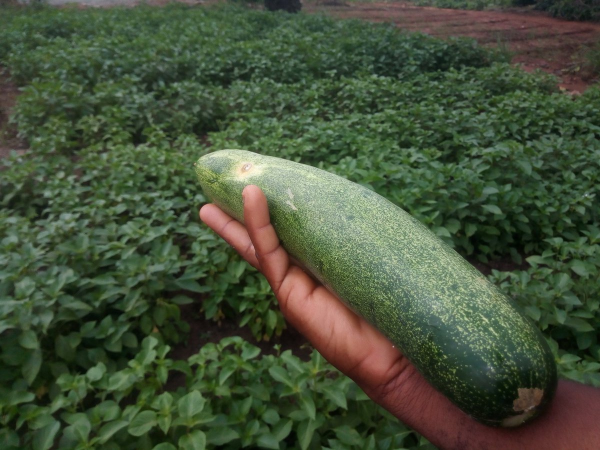 🌱Votre producteur de légumes Bio🇧🇯 tweet media