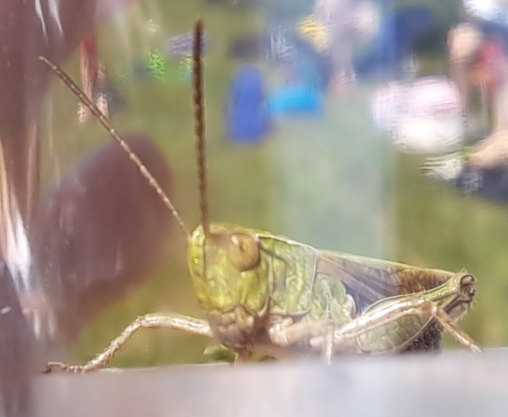 #30DaysWild Day 13 @Nottswildlife #urbannatureproject @Newstead_Abbey Found a lovely common green grasshopper during eco fieldwork with a school