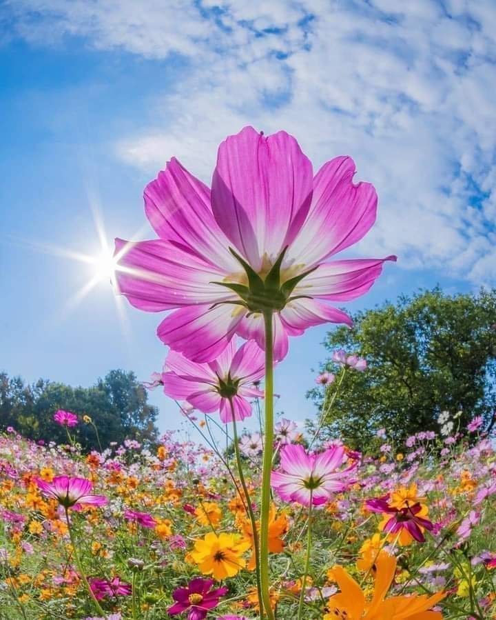 VieNatureSavoir's tweet photo. Good morning 💙🌹
Happy week-end 🍹🌿 https://t.co/47pB9eJsq7