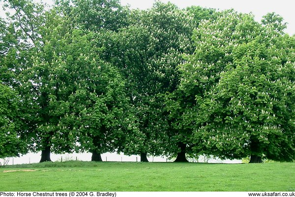 #SaturdayTrees A lovely morning of soft rain with the earth smelling divine after all the hot weather. Find solace amidst Nature as our country continues to be pillaged by criminals and fools. #ToriesOut345