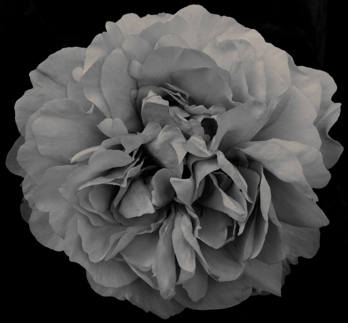 Rose flower in the garden. I like the intricacy of the petals. #blackandwhite #roses🌹 #flowers #petals
#madeinaffinity #madeinaffinityphoto #affinityphoto #affinityuniverse 
@CanonUKandIE @100asa_official #100asaofficial #100asa