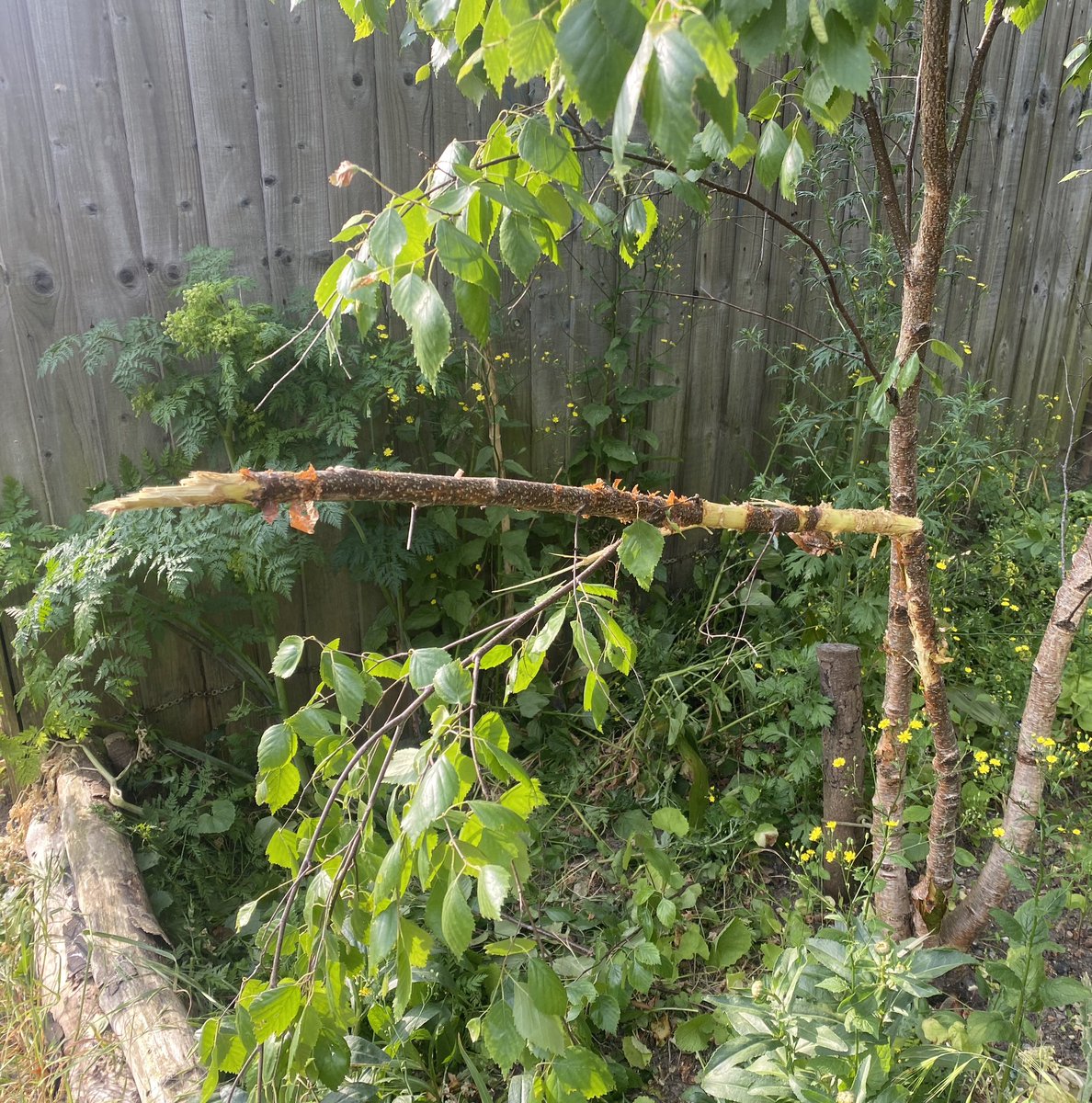 Fourth Reserve (@fourthreserve) on Twitter photo Another weekend & another poor tree hacked at by vandals. This 1 was funded by lottery in 2019. Last weekend a new street tree on Eddystone vandalised. <a href="/davecrowley/">Dave Crowley</a> <a href="/STfLLondon/">Street Trees for Living</a> <a href="/CroftonGarden/">Crofton Park Railway Garden</a> <a href="/MPSCroftonPark/">Crofton Park Police</a> @LewishamLowdown <a href="/NathanxThompson/">Nate Thompson</a> <a href="/LouiseKrupski/">Louise Krupski</a> #tree #community #se4 Another weekend & another poor tree hacked at by vandals. This 1 was funded by lottery in 2019. Last weekend a new street tree on Eddystone vandalised. <a href="/davecrowley/">Dave Crowley</a> <a href="/STfLLondon/">Street Trees for Living</a> <a href="/CroftonGarden/">Crofton Park Railway Garden</a> <a href="/MPSCroftonPark/">Crofton Park Police</a> @LewishamLowdown <a href="/NathanxThompson/">Nate Thompson</a> <a href="/LouiseKrupski/">Louise Krupski</a> #tree #community #se4