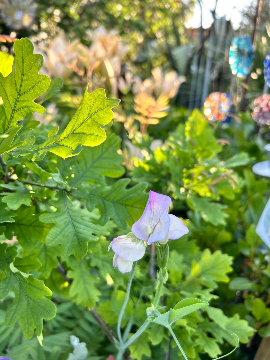 First sweet pea flower in the garden! driftwoodbysea.co.uk #sussex #gardening