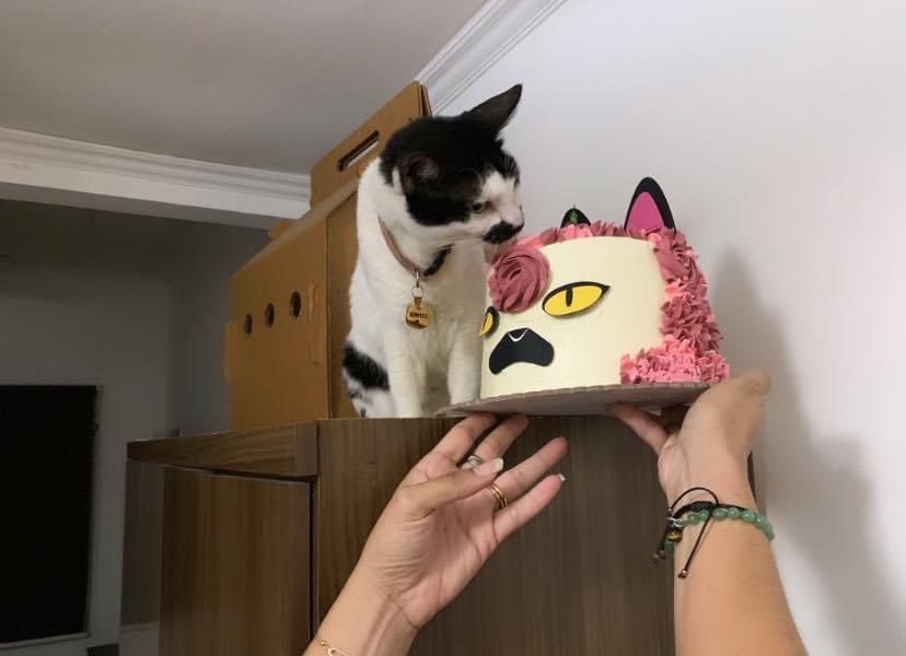 Clubdegatospanama, Labigotes y colita tweet media