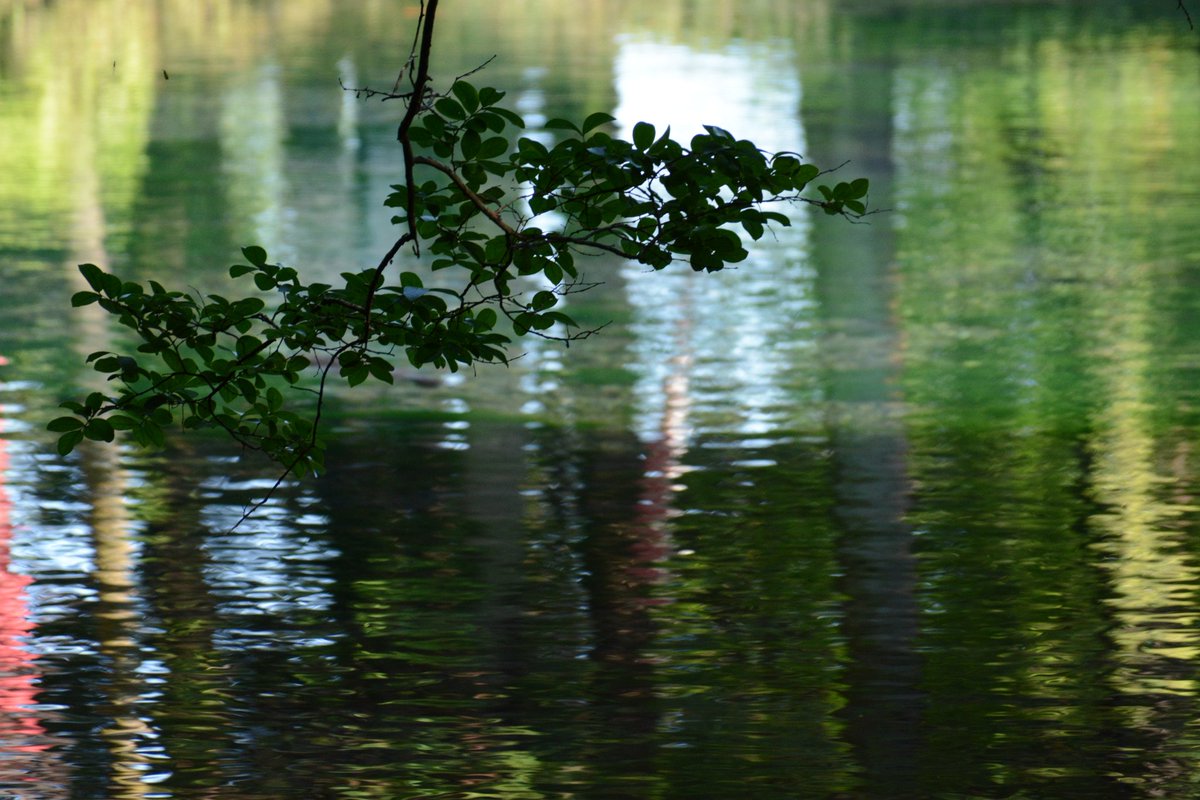 shinozacky666's tweet image. 先日下館のリサイクル屋で格安ゲットした最小最軽量高倍率レンズAF Zoom Nikkor ED 28-200mm F3.5-5.6G（IF）もテスト。手振れ補正はないけど良いね。全て撮って出し。今日はPENTAXはお休み
#カメラ散歩おじさん
#D7100
#NIKON