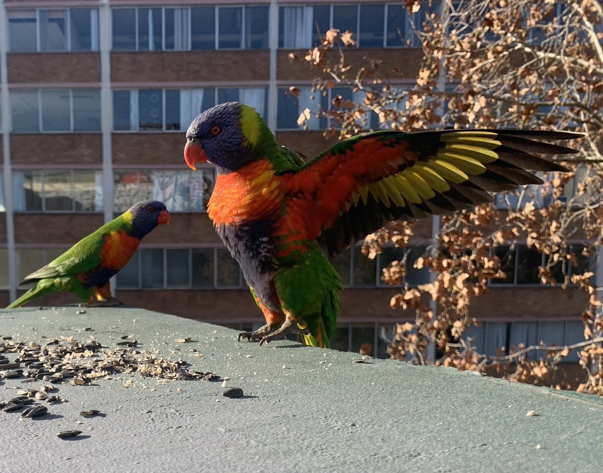 The Ghetto Birds of Hibernian House