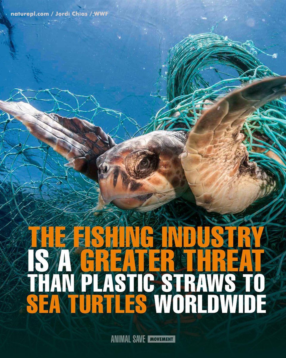 The fishing industry is the biggest threat to sea turtles worldwide 💔 

This #WorldSeaTurtleDay and every day the best thing you can do to help sea turtles is to stop eating fishes and #GoVegan.