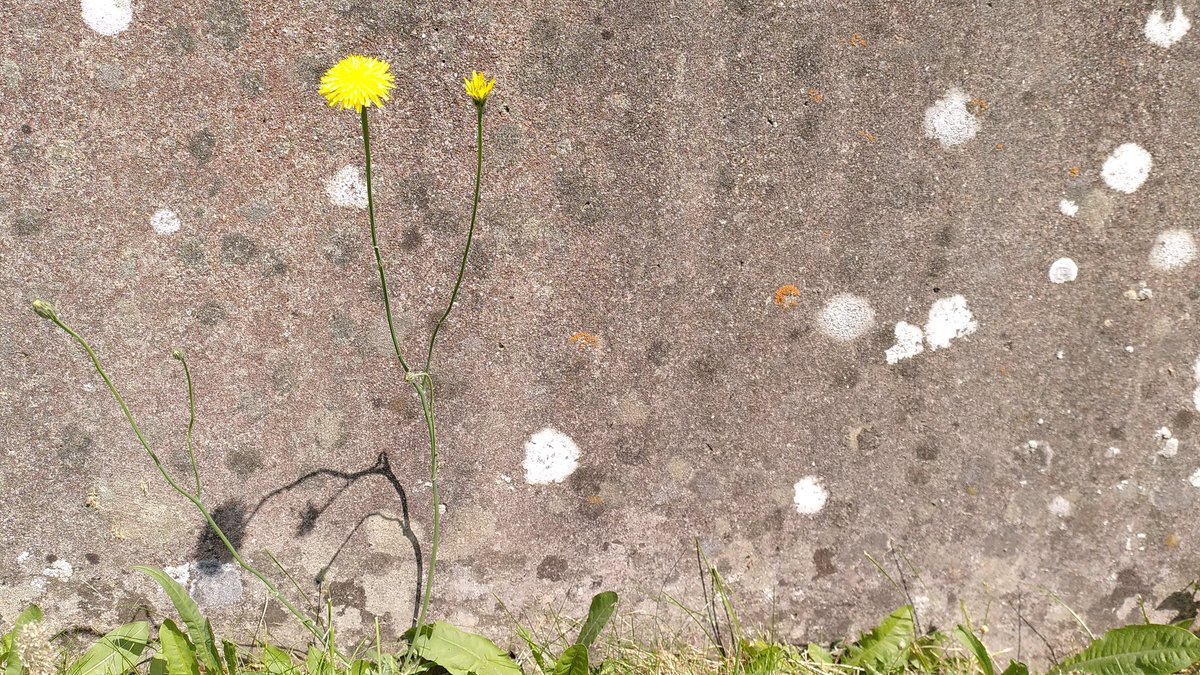 Auch Natur  kann Kunst

#mural #verano2023