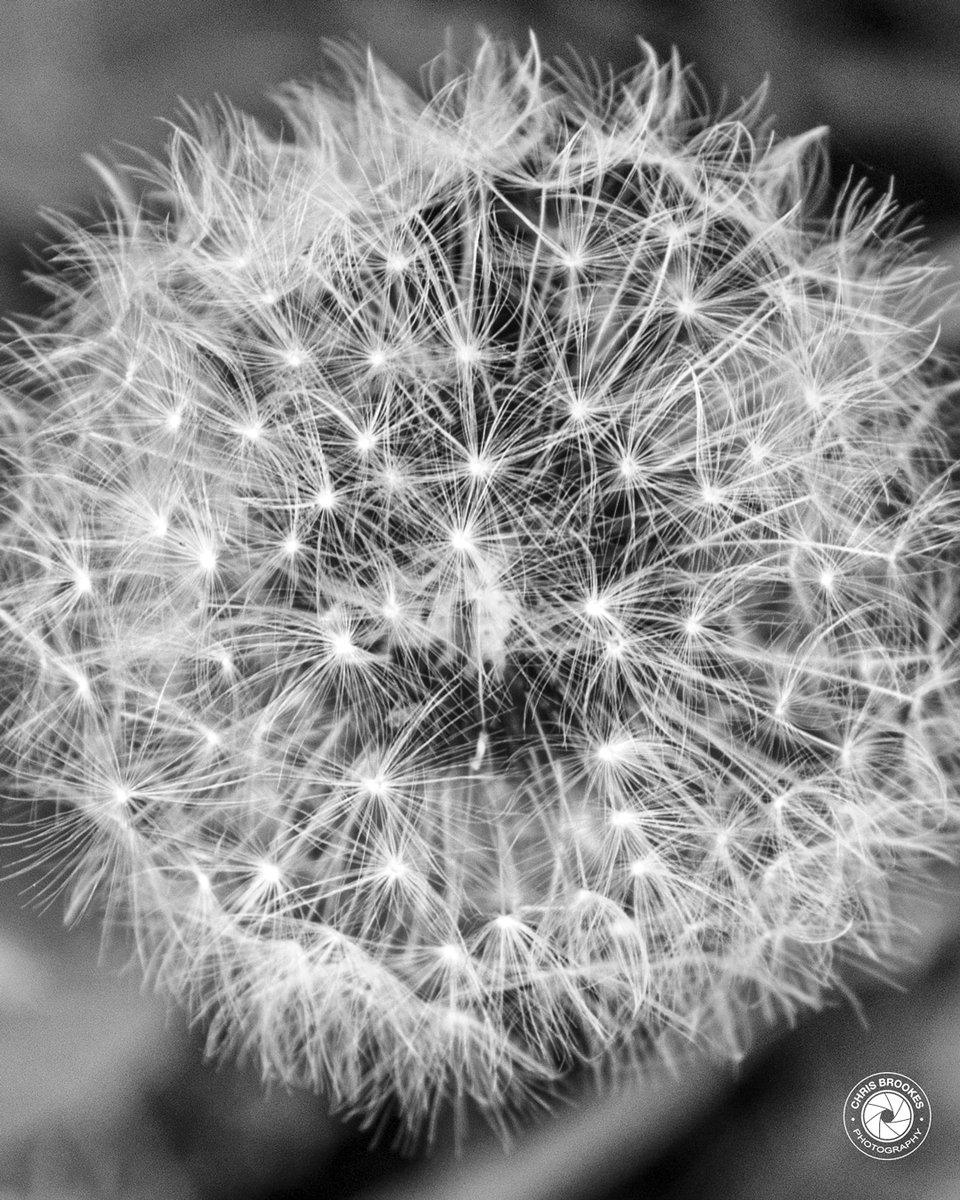 Fireworks 

#ThePhotoHour #MacroHour #macrophotography #dandelion #bnwphotography