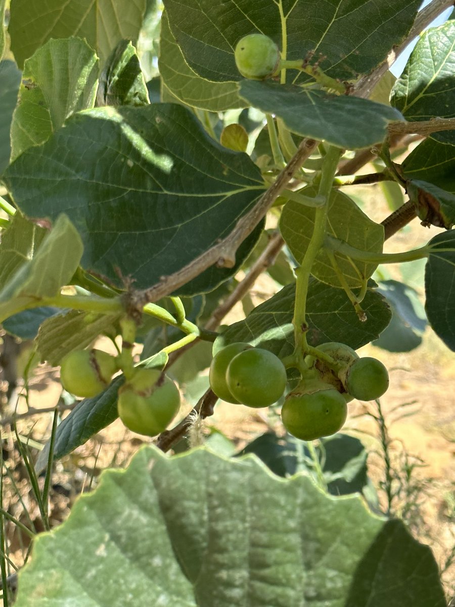 شجرة البمبره  شجره تغنى بها الاولين  أبكي على البمبرة وأبكي على التينة وأبكي على من جرح قلبي بسكينه"..
ثمارها تؤكل وتستخدم في الصين مع  الشاي وفي الهند  كمخلل وفي أوروبا  يستخدم البمبر لـ مربى البرتقال ويدخل في بعض العصائر وفي بلغاريا واليونان تستخدم أوراق البمبر المجففة كتوابل