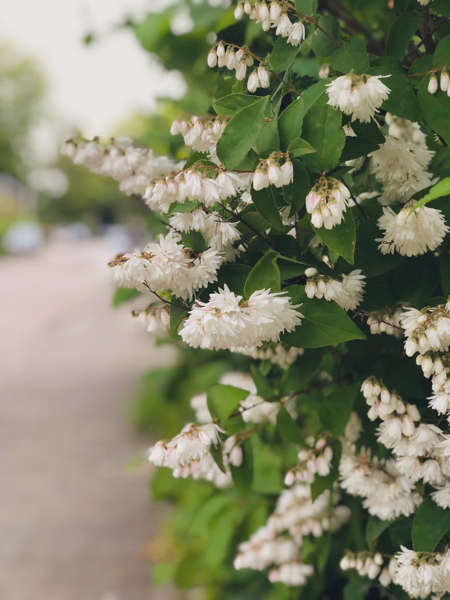 #junibloeiers Deutzia