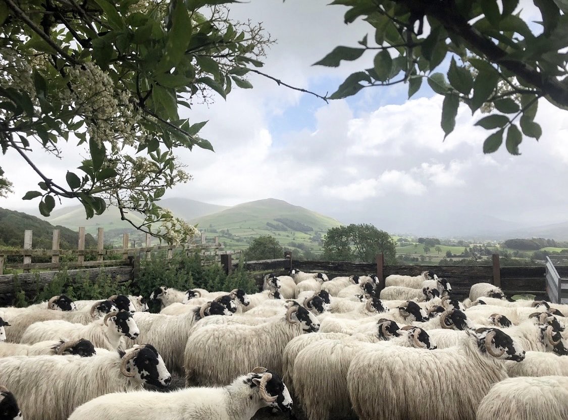 woolismybread's tweet image. Saturday.. elderflowers and ewes 💚🐑🐑🐑🐑🐑🐑🐑🐑🐑🐑